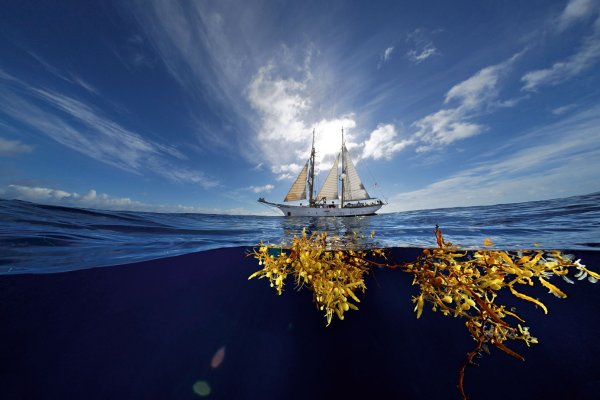 Саргассово море дно