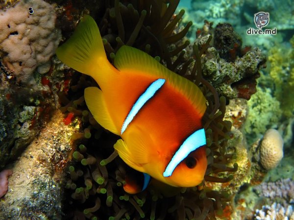 Красное море амфиприон рыба