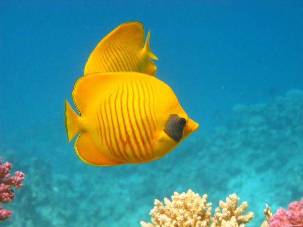 Рыба бабочка semilarvatus