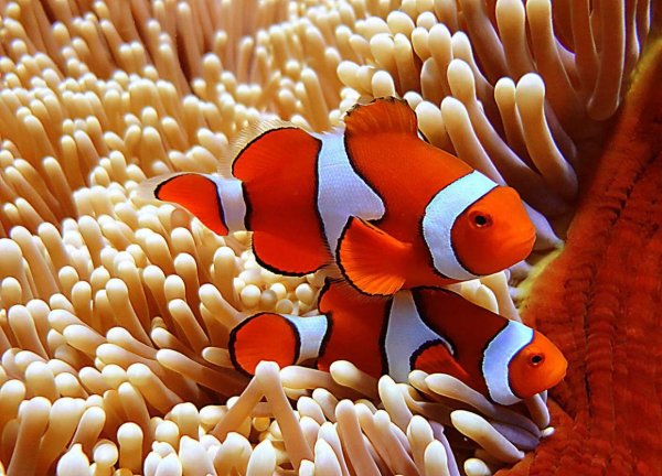 Рыба клоун оцеллярис