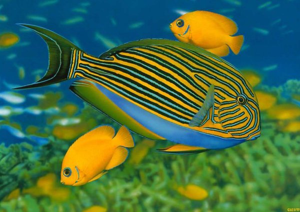 Экзотические рыбки