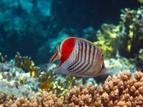 Рыба бабочка в Шарм Эль Шейхе