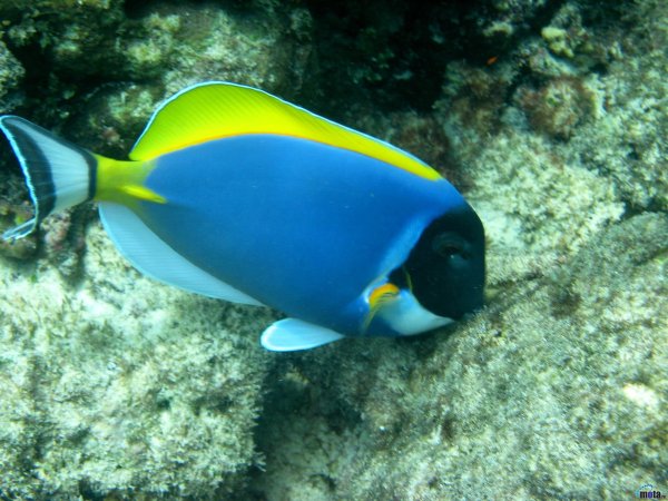 Океанические рыбы