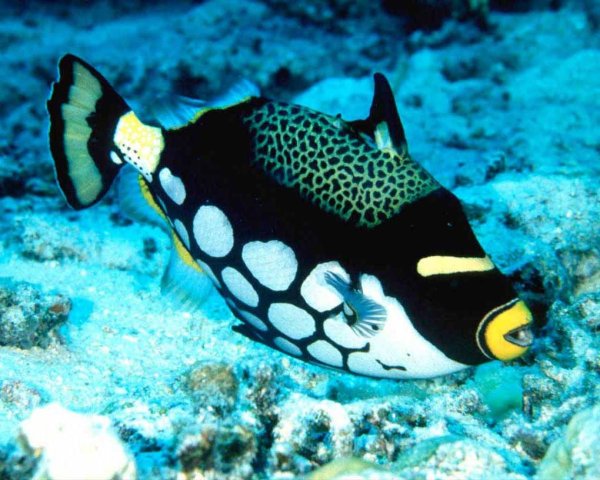 Рыба спинорог клоун