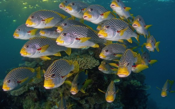 МАРМИР Черноморский