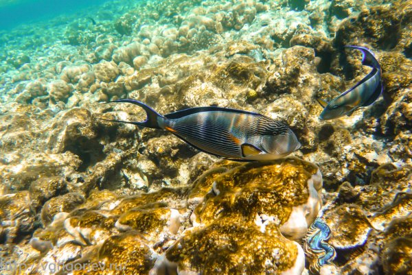 Рыбы красного моря мурена