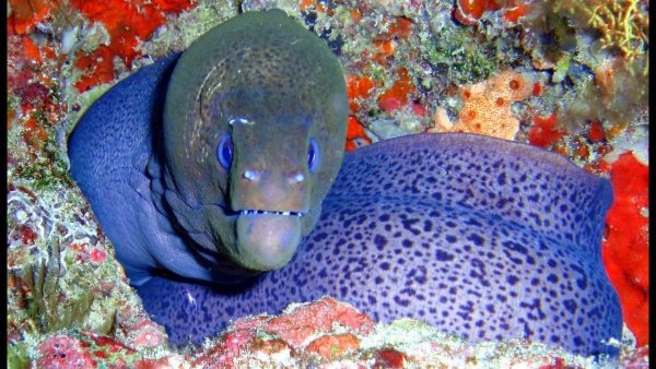 Кольчатый хвостокол