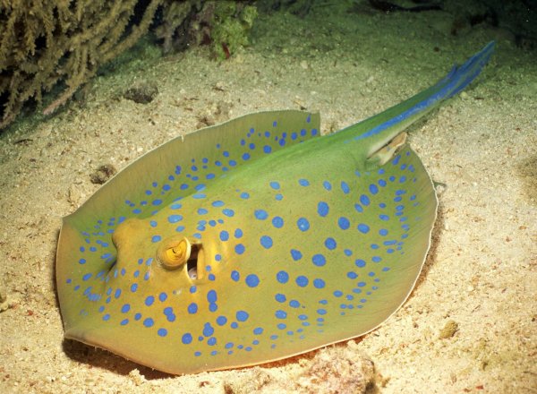 Морские рыбки