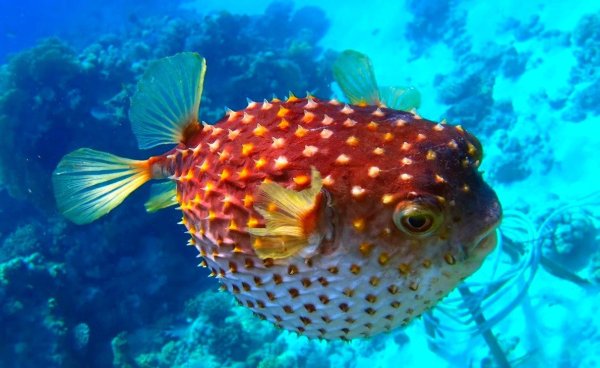 Средиземноморский долгопер