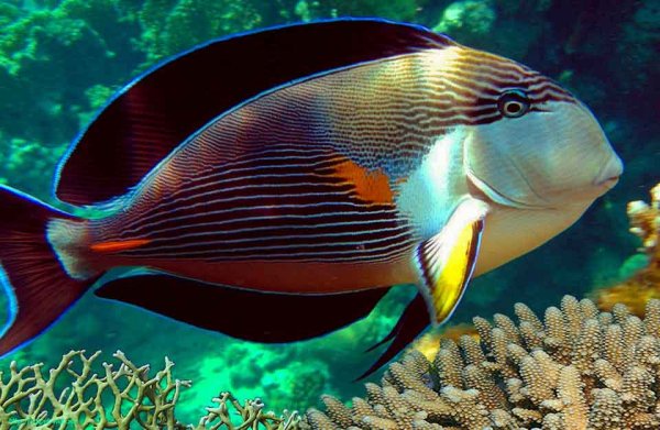 Спинорог черный краснозубый