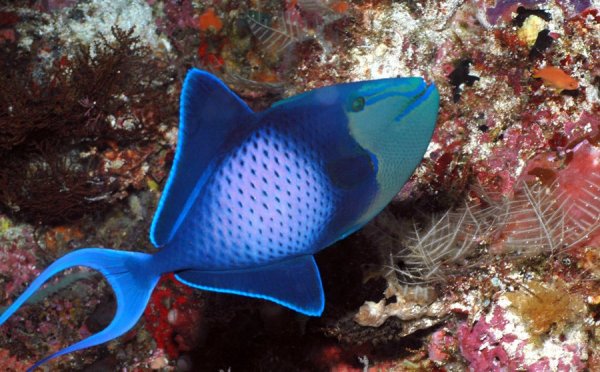 Пятнистый хвостокол