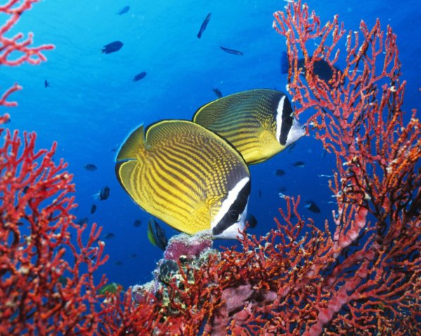 Большой Барьерный риф Скат