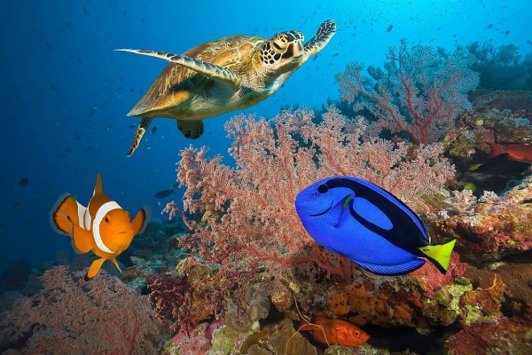 Рыбы в океане