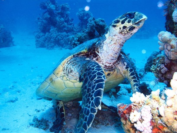 Морские жители океана