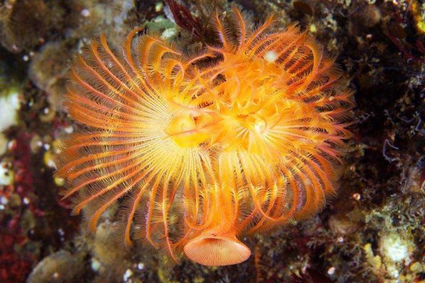 Александр Семенов морские обитатели