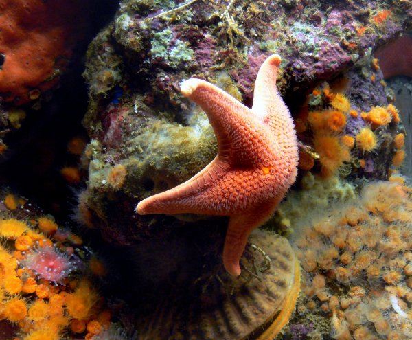 Морская фауна