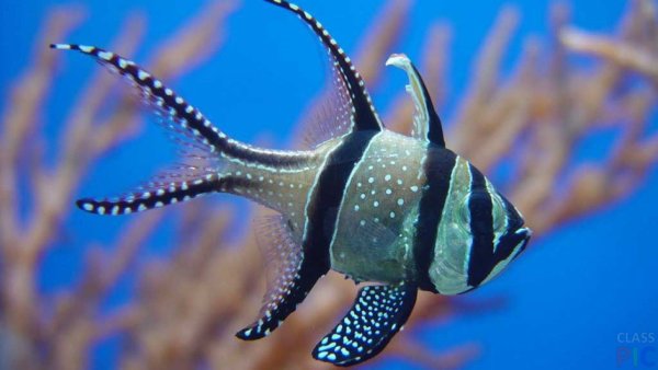 Морские животные