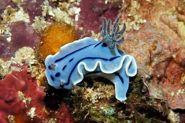 Жители моря