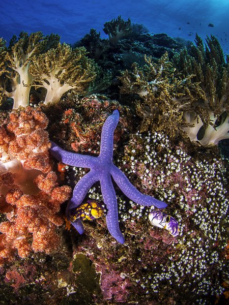 Морская звезда Lunckia Columbiae