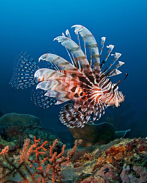 Обитатели морского дна