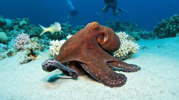 Средиземноморский долгопёр подводная бабочка