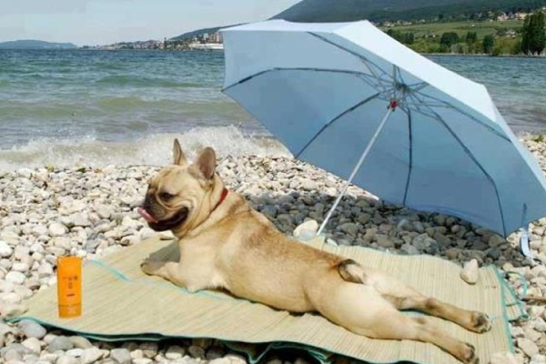 Статусы про лето