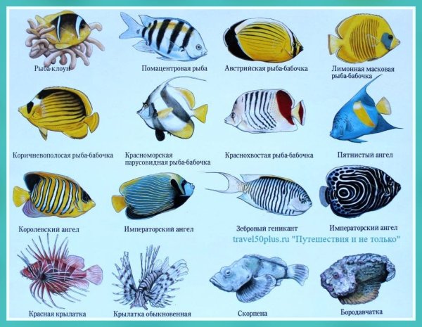 Атлас рыб красного моря