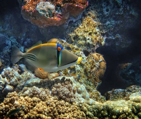 Рыбы красного моря каталог