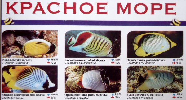 Рыбы красного моря Египет