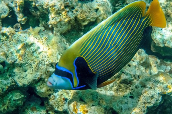 Подводный мир красного моря