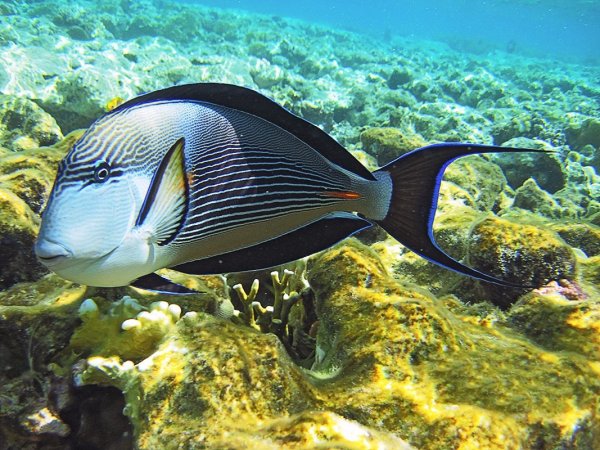 Рифовые обитатели красного моря