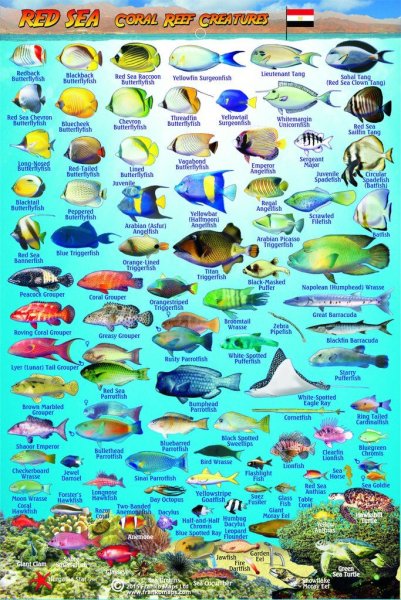 Рыба Баярд красное море