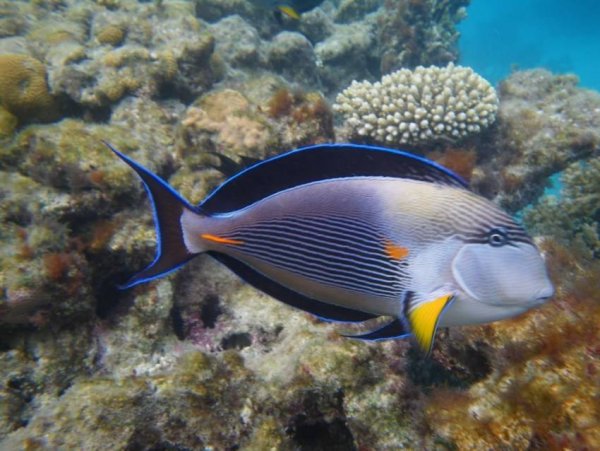 Фауна красного моря Египет