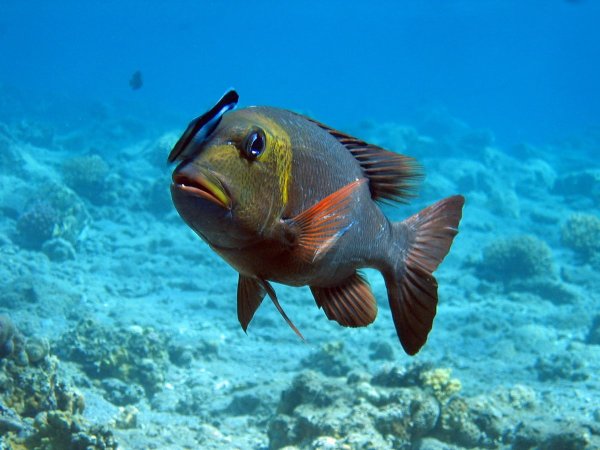 Рыбки красного моря в Хургаде