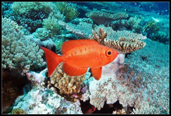 Pomacanthus Imperator