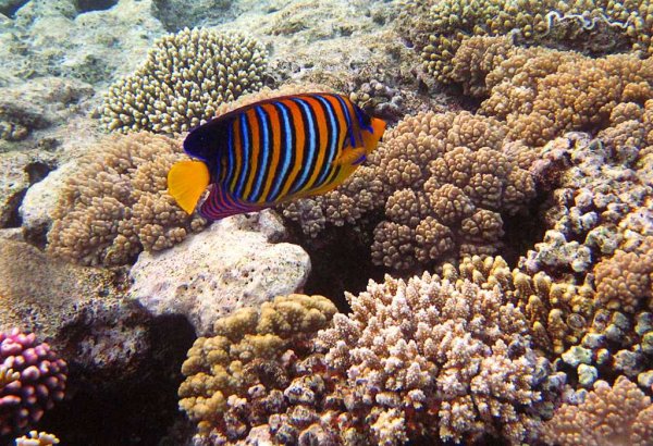 Ринекант Пикассо