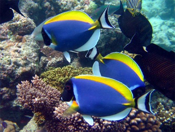 Тропические рыбы названия