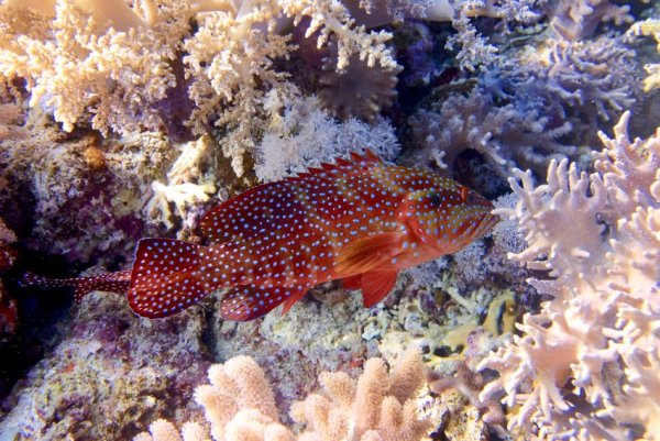 Рыба Баярд красное море