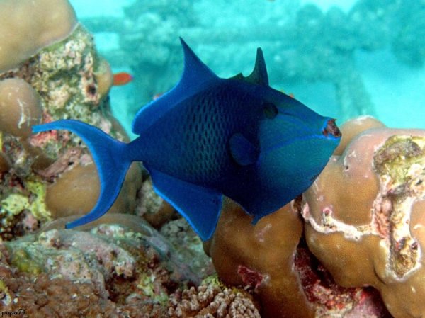 Морские рыбы