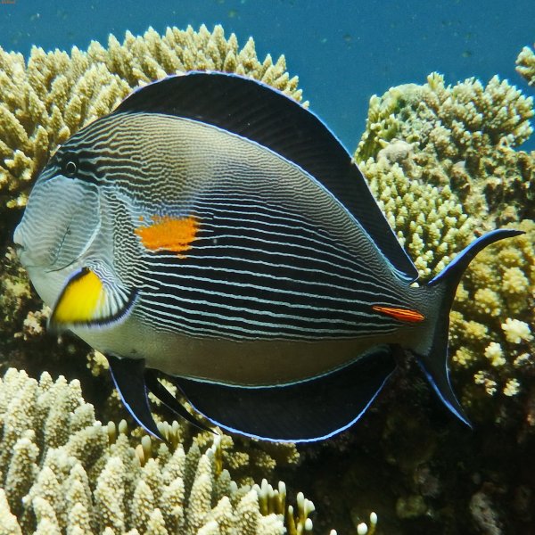 Рыбы красного моря с названиями