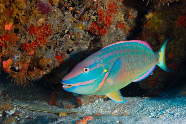 Рыба губач Египет