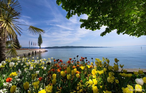 Боденское озеро природа