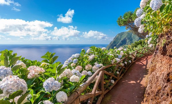 Португалия Азоры острова гортензия