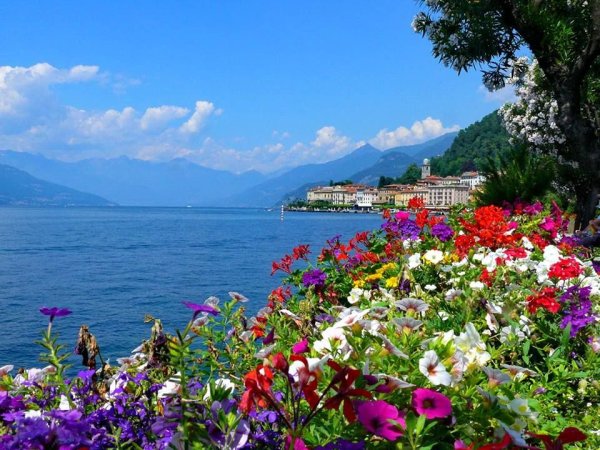 Море цветов