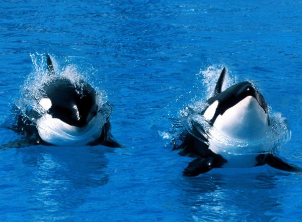 Касатки в финском заливе