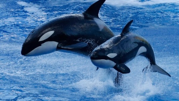 Китовая Касатка