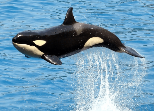 Касатки в Баренцевом море