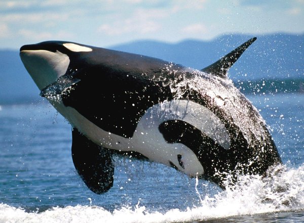 Касатка и Дельфин