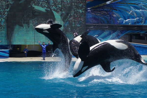 Антарктида кит Касатка