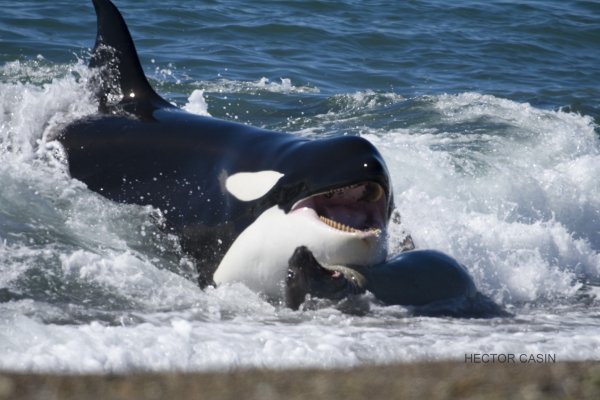 Касатка на закате